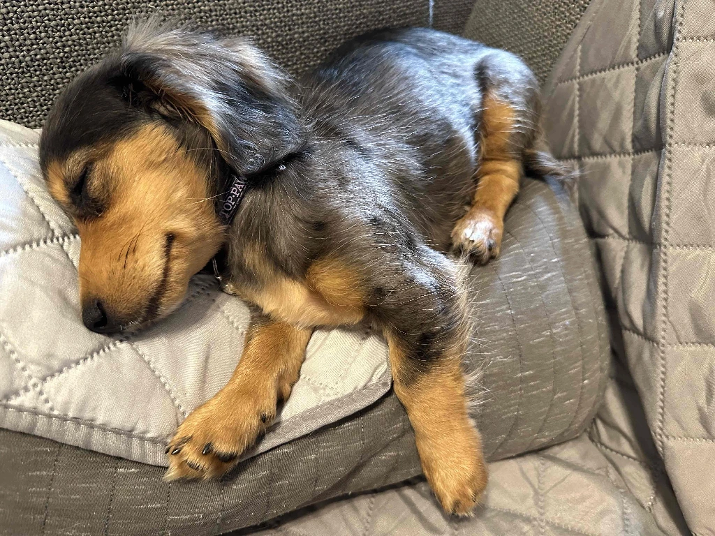 cute tiny puppy sleeping on a small pillow