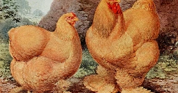 bell bottom chickens