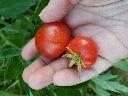 Tomatoes