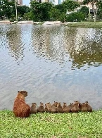 A capy family enjoying the view