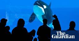 Canada: 14 whales have died at aquarium since 2019, exposé reveals