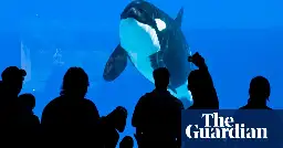 Canada: 14 whales have died at aquarium since 2019, exposé reveals