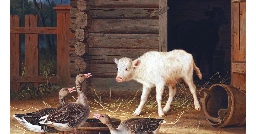 geese and calf