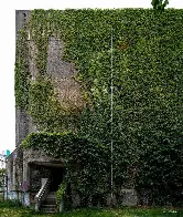 Brutalist Ivy