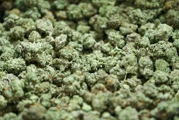 As Martha's Vineyard runs out of pot, dispensary sues state's cannabis regulator