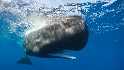 Scientists Have Reported a Breakthrough In Understanding Whale Language