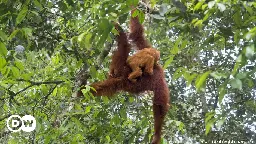Malaysia plans 'orangutan diplomacy' to boost palm oil sales – DW – 05/08/2024