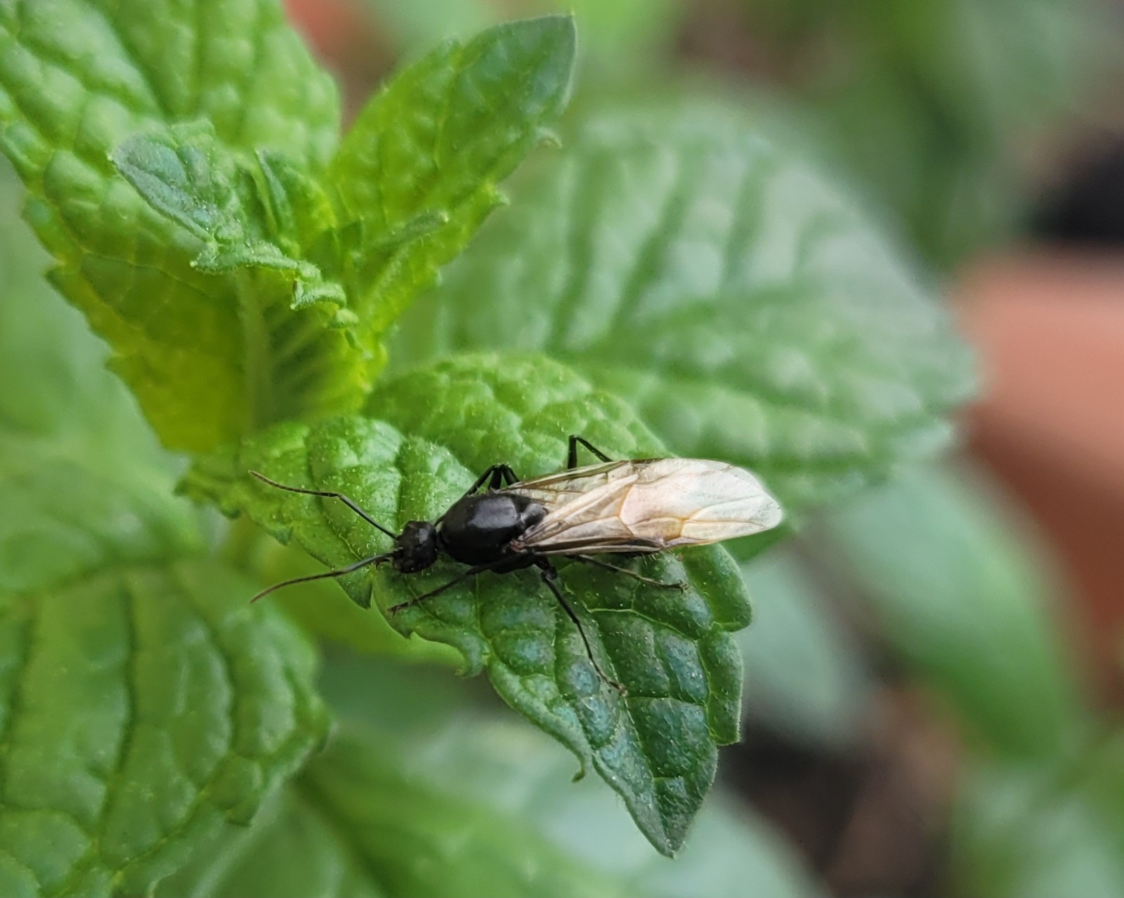 Queen Ant on my Basil🌱