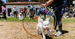 'What's up with that dog?': 15th annual 'tri-pawed' picnic celebrates three-legged K9s