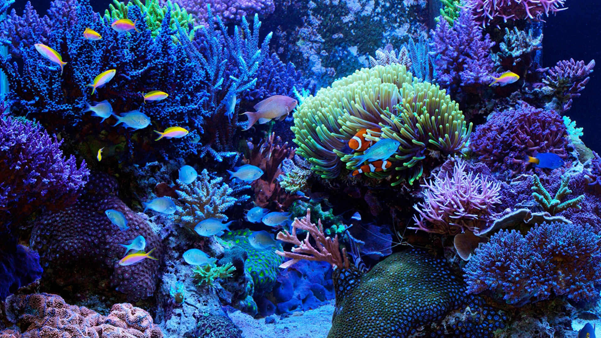 Well-curated reef