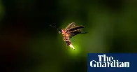 Firefly species may blink out as US seeks to list it as endangered for first time