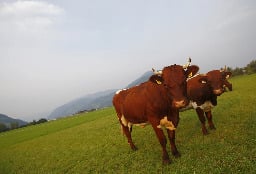 Hiker dies in cow herd charge in Austrian Alps