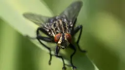 La Californie va larguer des millions d’insectes sur ses habitants