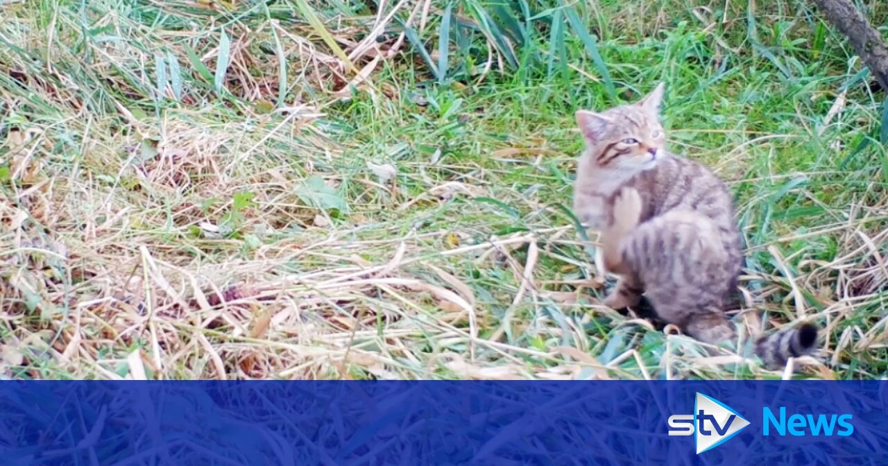 Adorable wild-born wildcat kitten caught on camera