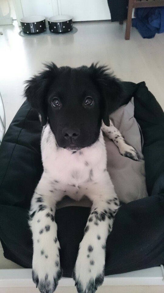 stabyhoun puppy white body with black spots head is all black