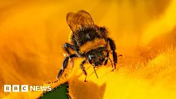 Hoped that new scheme will help bees thrive in Aberdeen