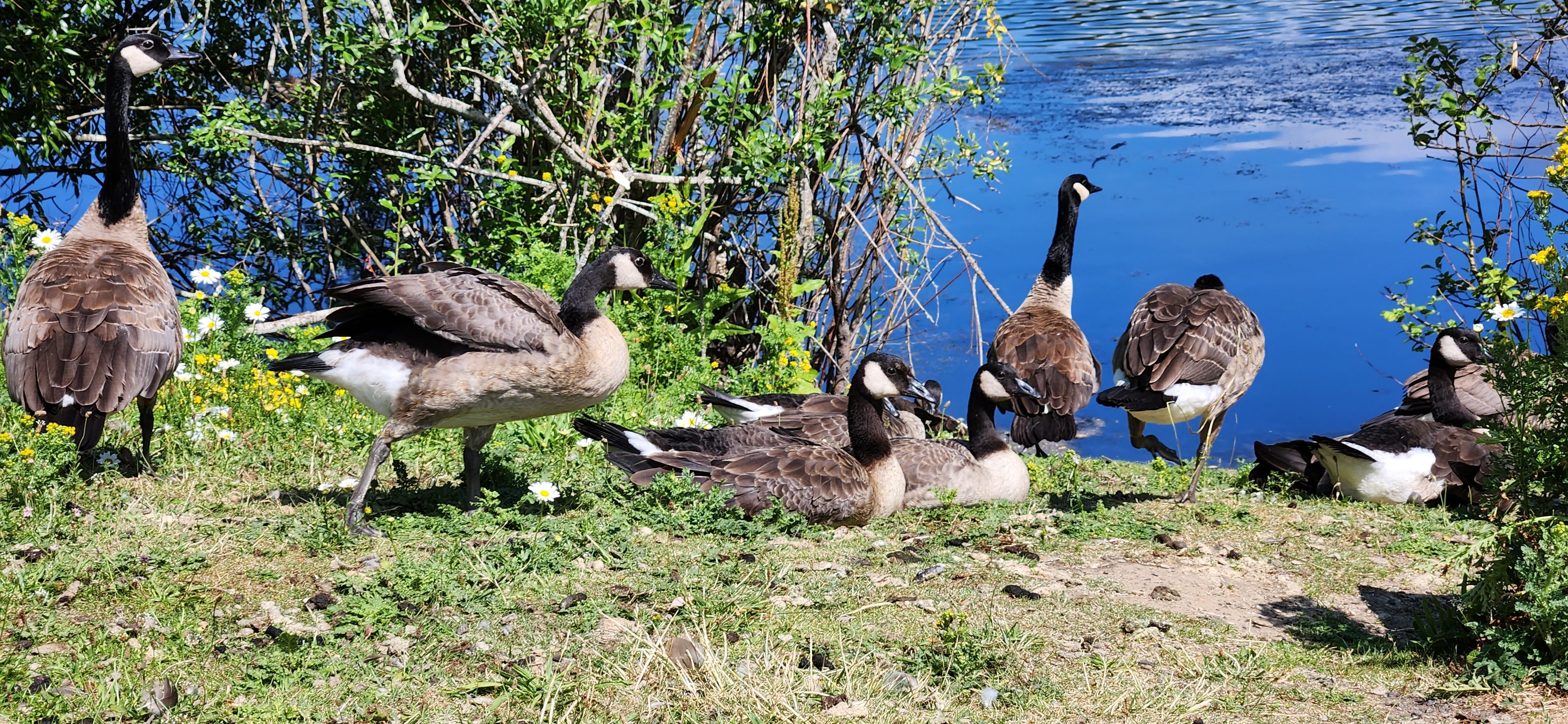 Canadian geese chilling at my local pond