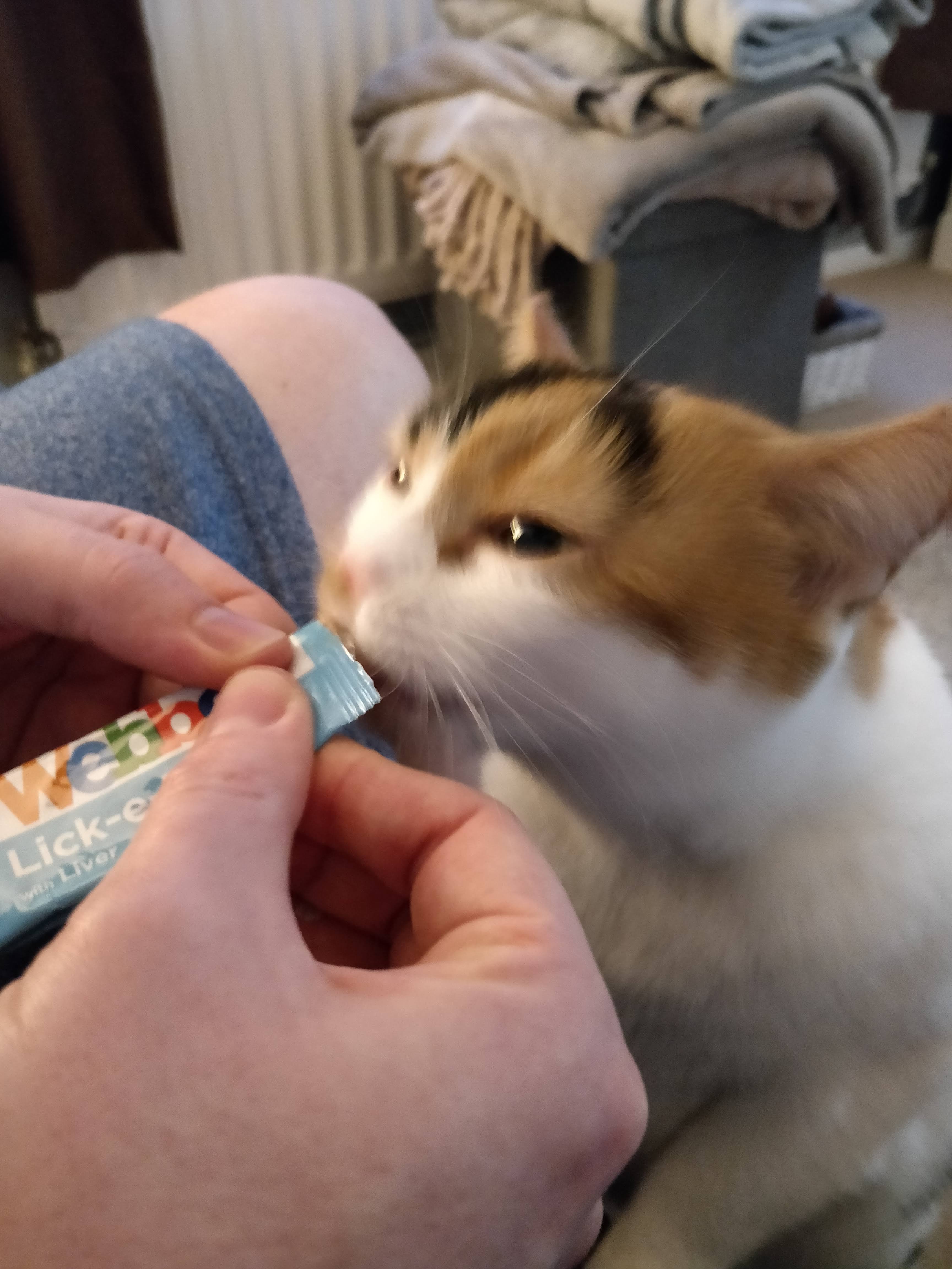 Blurry picture of a cat