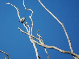 Juvenile Black-Faced Cuckooshrike (Coracina novaehollandiae) - Archerfield Wetlands, Brisbane, Australia - June 2024