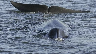 Iceland issues license for 128 fin whales to be hunted this year