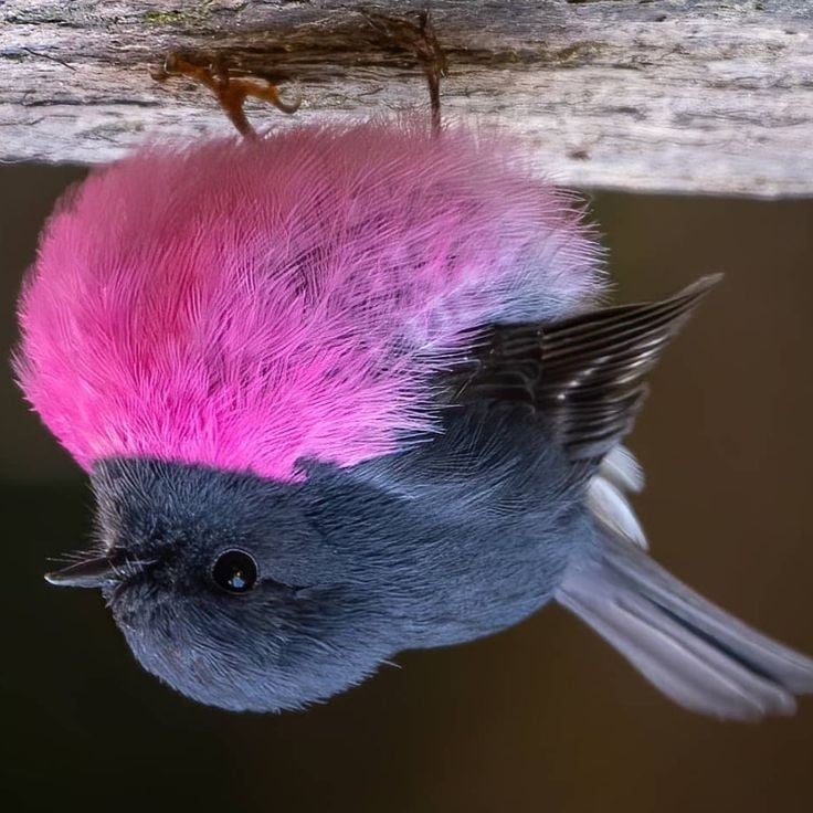 Anabela Chan 🦋💎 on Instagram_ “Sweetness overload_ 💓 The Pink Robin. Triplet Falls, Australia. 🕊 . 📸 @deepak_karra 💫”-02