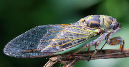 Cicadas are making so much noise that residents are calling the police in South Carolina