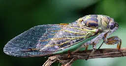 Cicadas are making so much noise that residents are calling the police in South Carolina