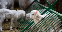 The greenwashing of wool, explained