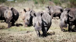 Africa's white rhino population rebounds for 1st time in a decade, new figures show
