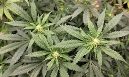 Marijuana Rescheduling Would Create Over 50,000 New Jobs, Industry Group Tells DEA On Last Day Of Public Comment Period - Marijuana Moment