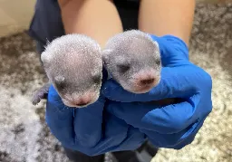 A Cloned Ferret Has Given Birth for the First Time in History, Marking a Win for Her Endangered Species