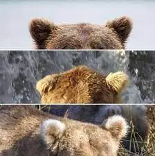 Bear ears