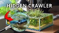 The Shallow Ecosystem on My Desk (150 Day Evolution) [14:11]