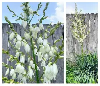 Yucca Flowers. They are so tall!