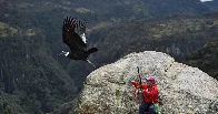 These Birds Are National Symbols but Getting Harder to See | The populations of some Latin American birds are declining, even in the countries they symbolize.