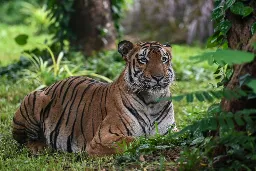 Woman Killed by Tiger in Kerala; Local Residents Protests