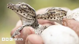 Conservation slowing biodiversity loss, scientists say