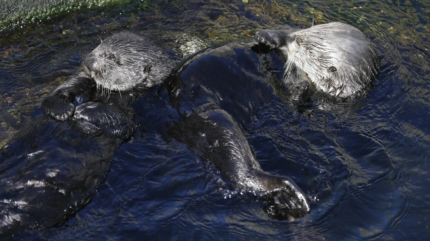 Hungry sea otters are helping save California's marshlands from erosion