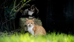 Tientallen katten in Polen besmet met vogelgriep