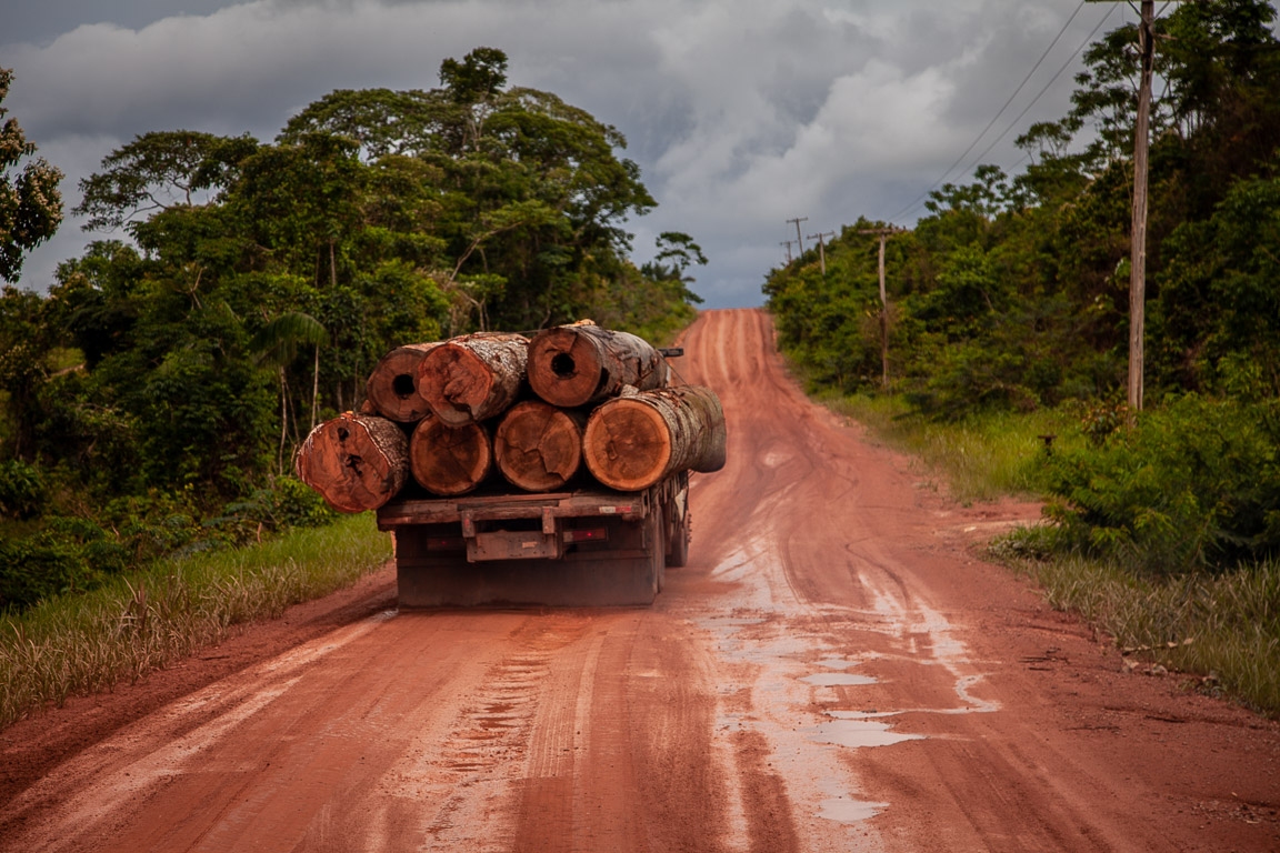 Depois da madeira vem o gado: o desmatamento em Santo Antônio do Matupi - ((o))eco