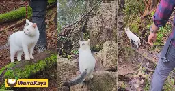 "Deity Of Gunung Bunga Buah" - White Cat Guides M'sian Hikers Down Before Going Back Up | WeirdKaya