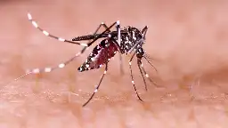 A New Version of Dengue Is Plaguing Florida: 'Unprecedented' Outbreaks