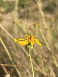 Helianthus devernii - Wikipedia