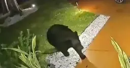 A bear stole a Taco Bell delivery order from a Florida family's porch — and "then he came again for the soda"