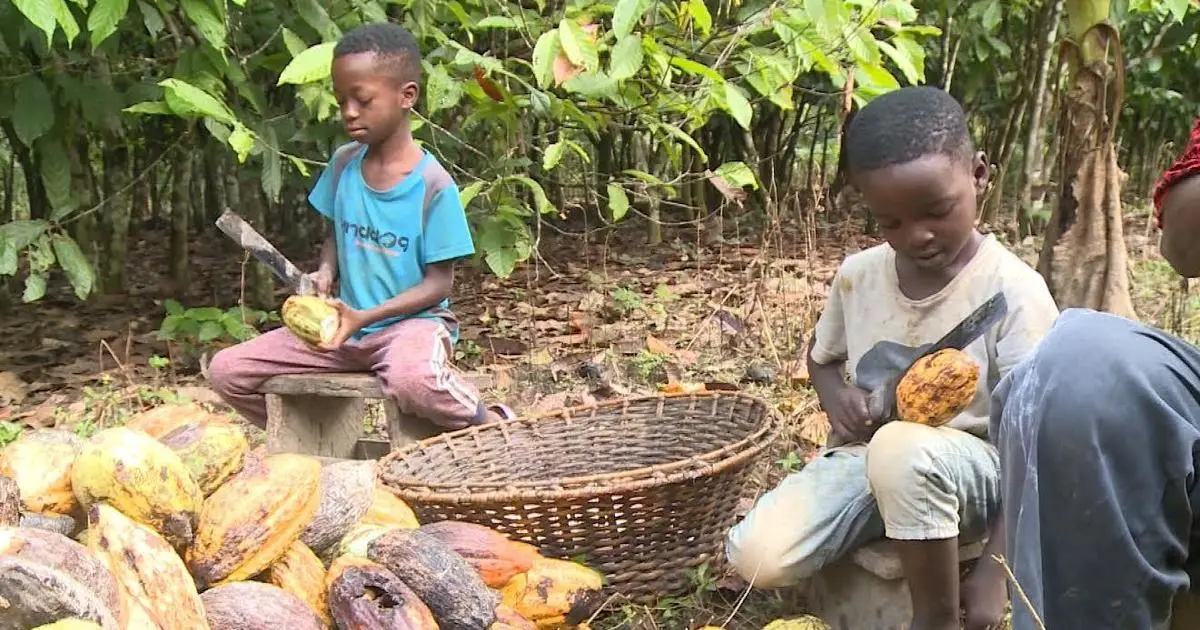 Candy company Mars uses cocoa harvested by kids as young as 5 in Ghana: CBS News investigation