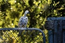 Sulphur-crested cockatoo with beak and feather disease, Pallamallawa New South Wales Australia, 2009