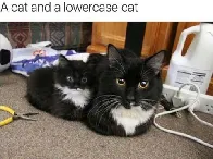 cat and Cat