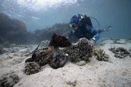 "Incredible" clip shows scientist and octopus "communicating" in the wild