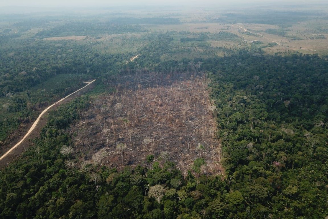 Desmate nos últimos 6 meses já ultrapassa todo o ano de 2018 - ((o))eco