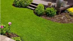 Grass Alternatives: 12 Low-Maintenance Lawn Replacements